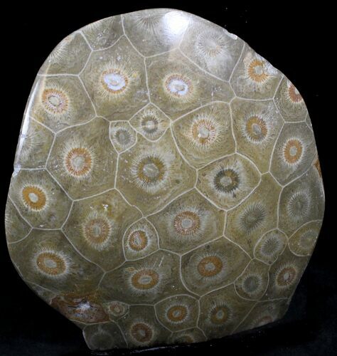 Polished Fossil Coral - Morocco #25706